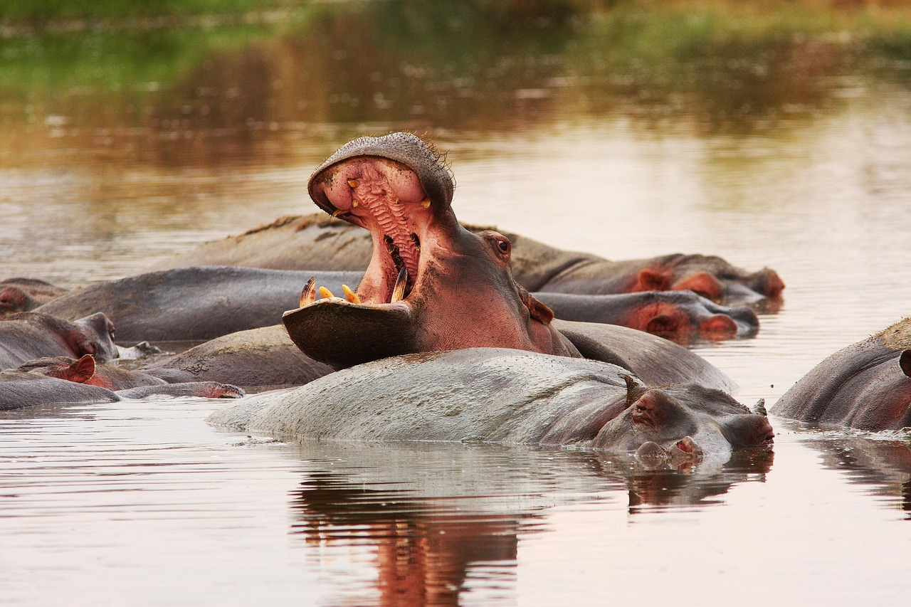 hippo sere tanzania